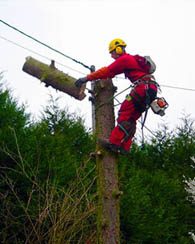 Entreprise d’abattage d’arbre