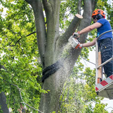 l’élagage de votre arbre​​​​​​​